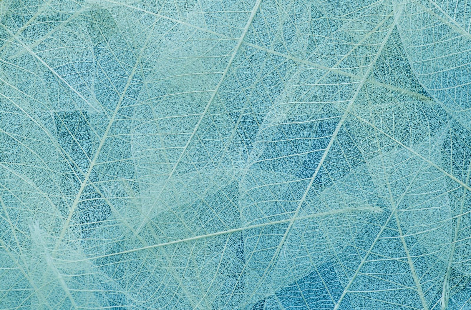 Amaya