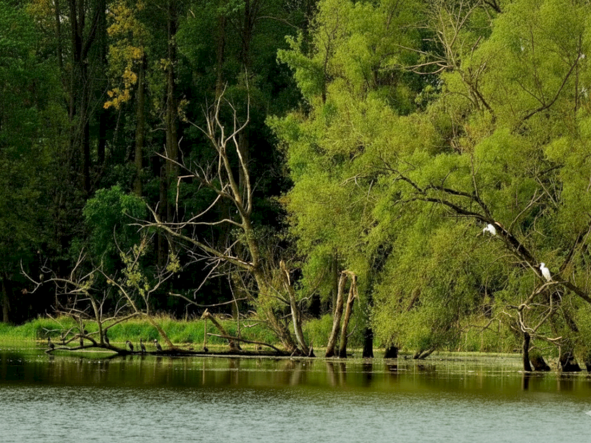 A serene scene depicts a lush, green forest by a calm body of water, with a few birds perched on branches, creating a tranquil atmosphere.